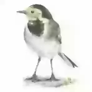 Pied Wagtail